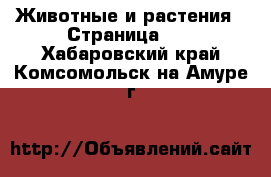  Животные и растения - Страница 31 . Хабаровский край,Комсомольск-на-Амуре г.
